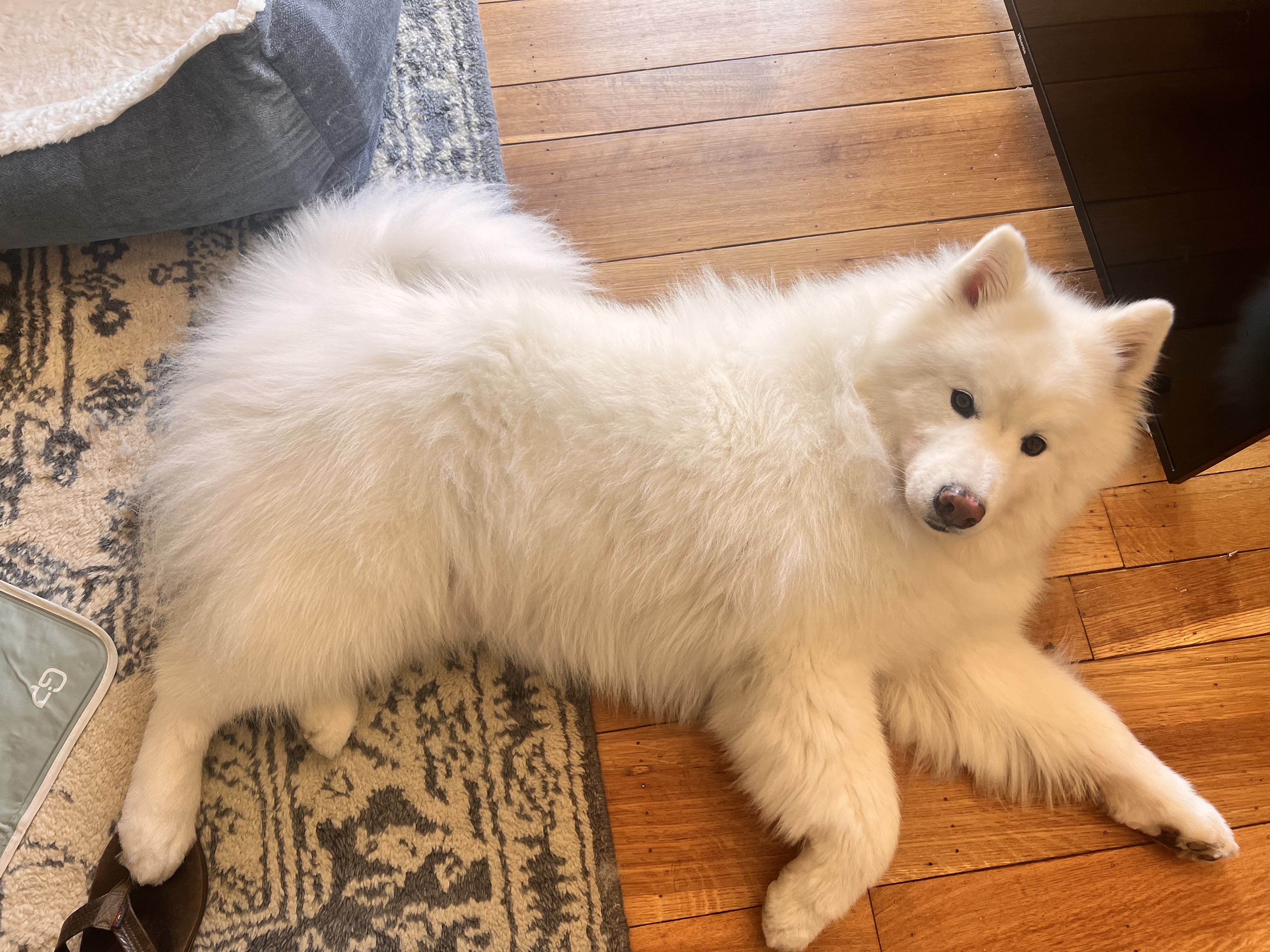 Enlarge KOBE, a Adopted Samoyed in San Rafael, CA image 3/5