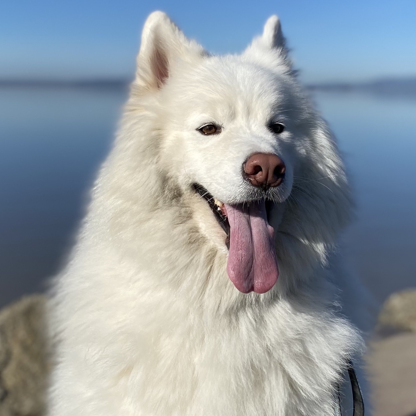 Enlarge KOBE, a Adopted Samoyed in San Rafael, CA image 4/5