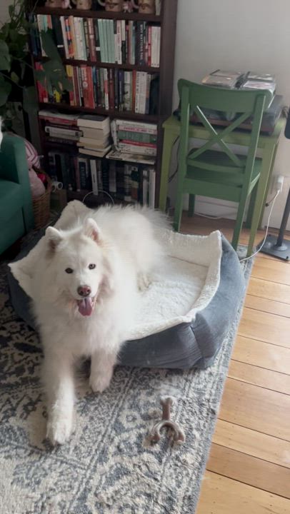 Enlarge KOBE, a Adopted Samoyed in San Rafael, CA video 5/5