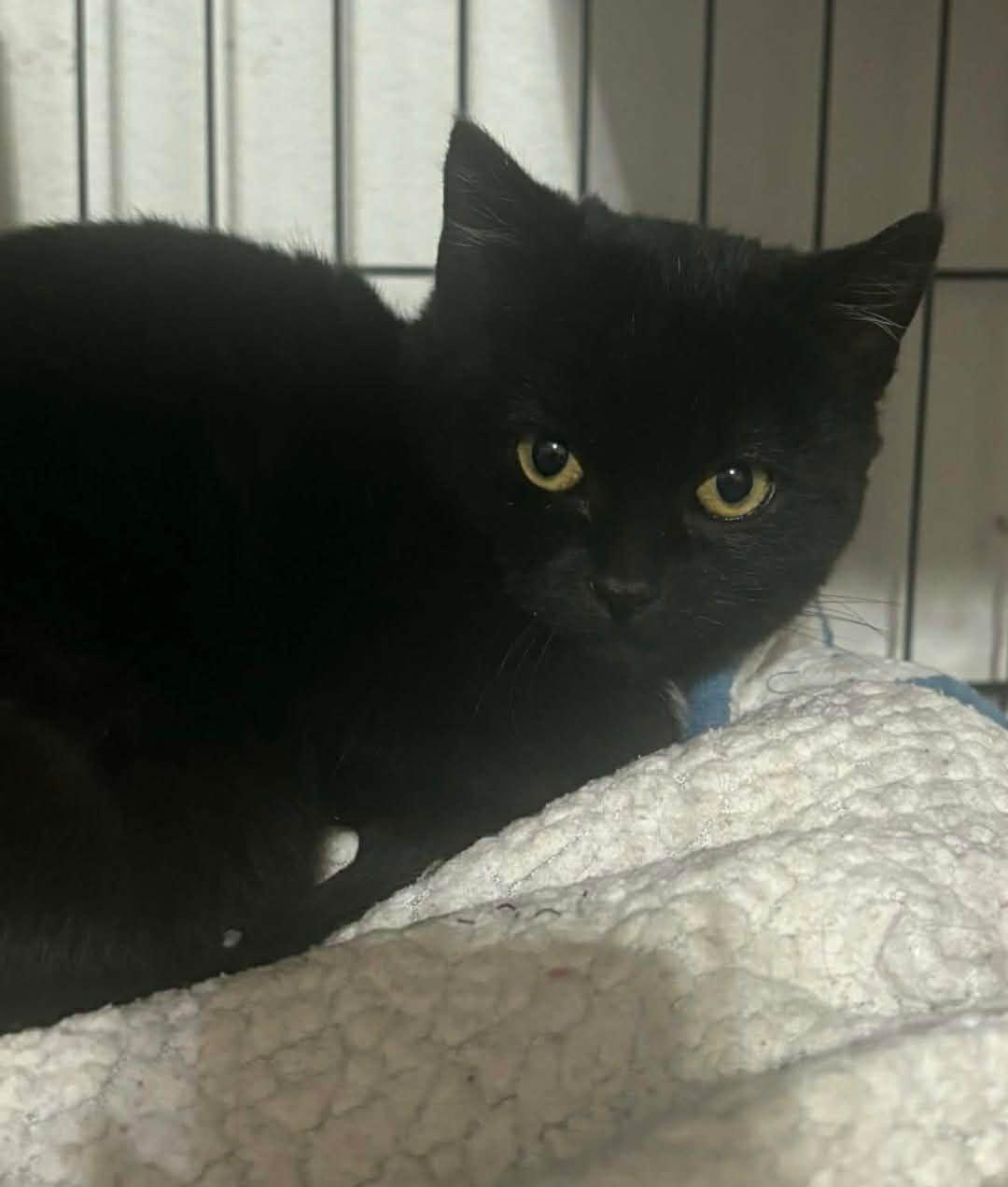 Enlarge Willow, a ADOPTABLE Domestic Short Hair in Tehachapi, CA image 1/2