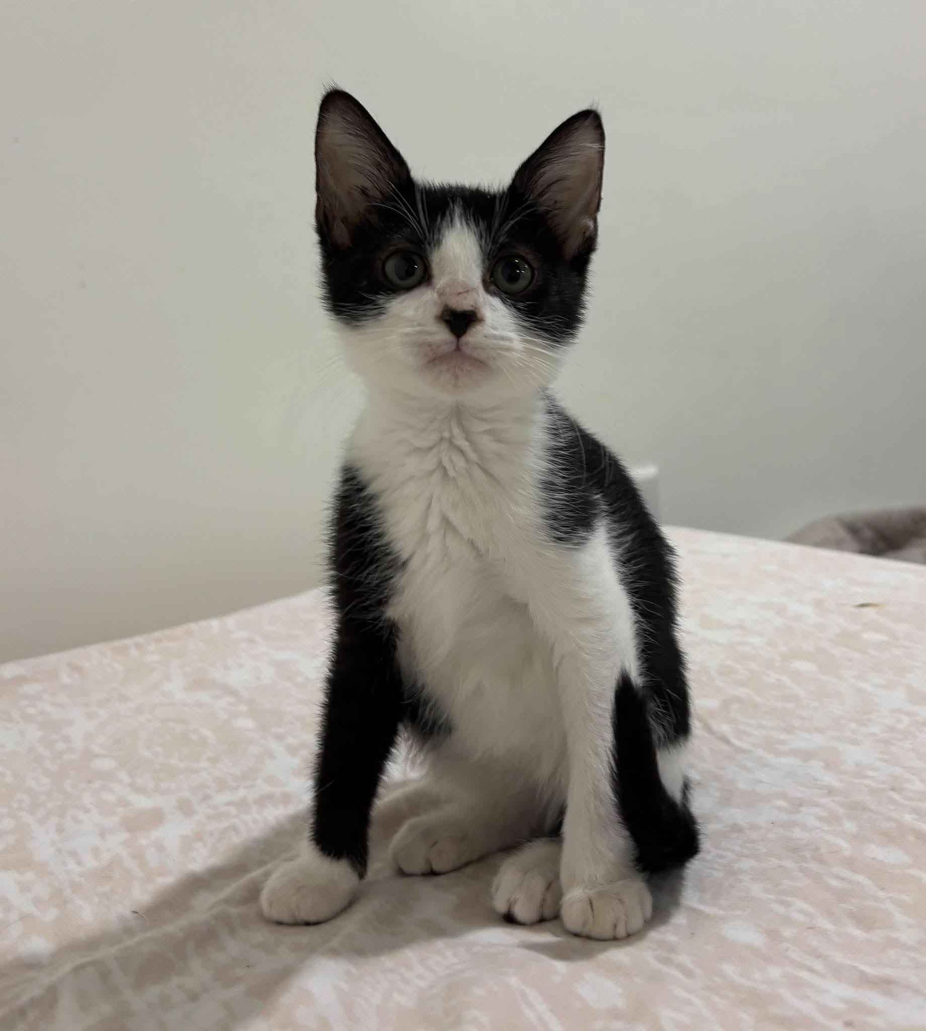 Enlarge Riley, a Adoptable Domestic Short Hair in Columbia, MO image 1/1