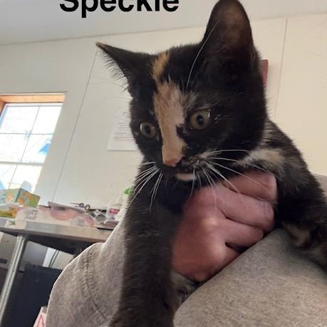 Enlarge SPECKLE, a Adoptable Tortoiseshell in Millerstown, PA image 3/5