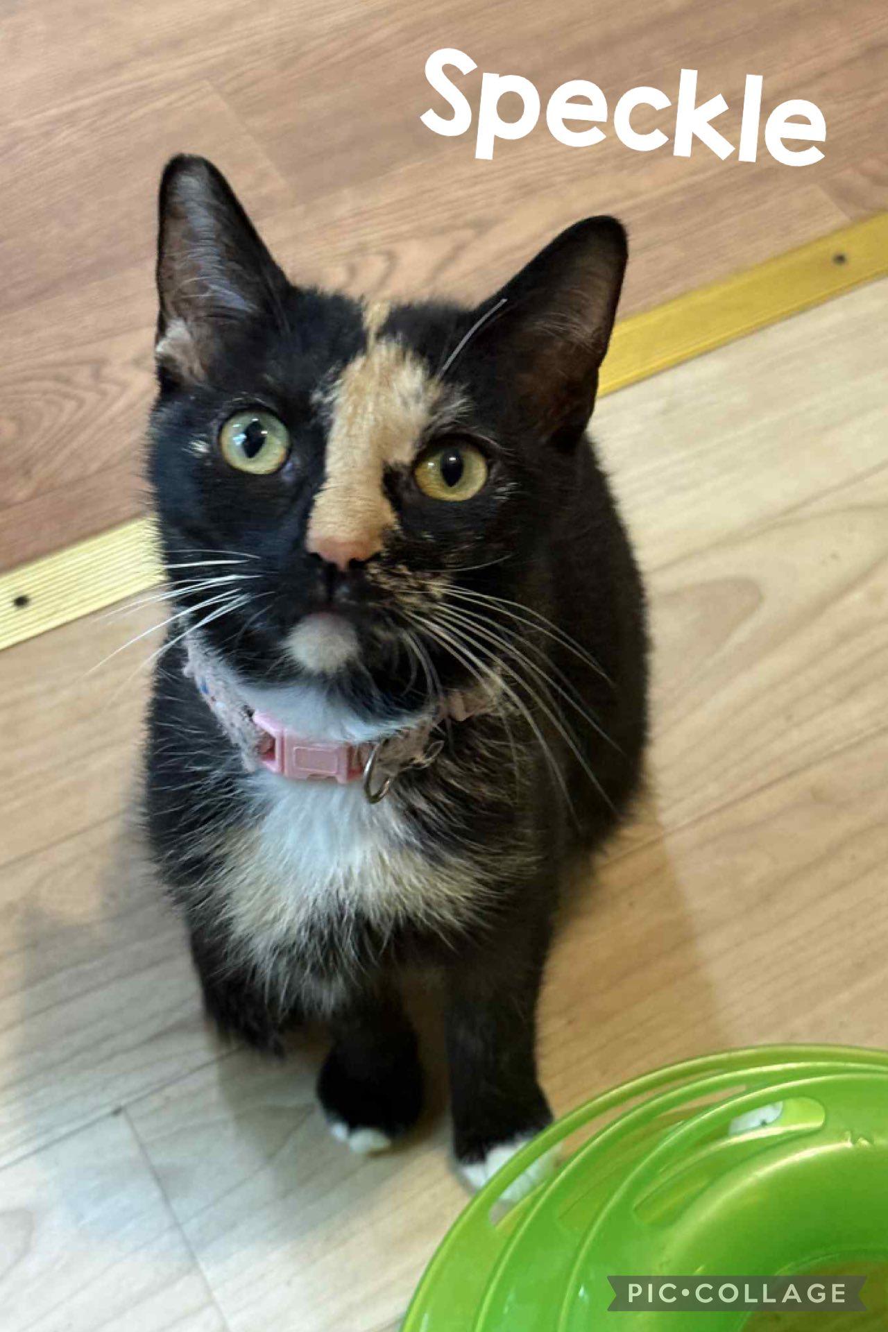Enlarge SPECKLE, a Adoptable Tortoiseshell in Millerstown, PA image 1/5