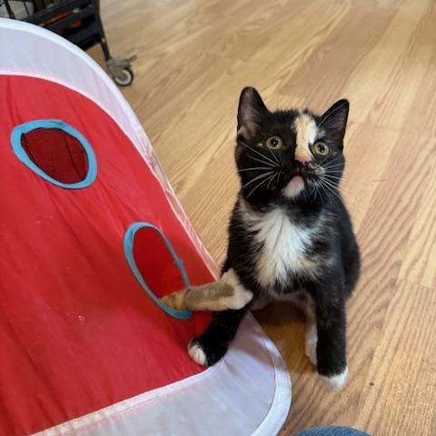 Enlarge SPECKLE, a Adoptable Tortoiseshell in Millerstown, PA image 4/5