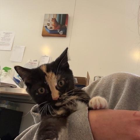 Enlarge SPECKLE, a Adoptable Tortoiseshell in Millerstown, PA image 5/5