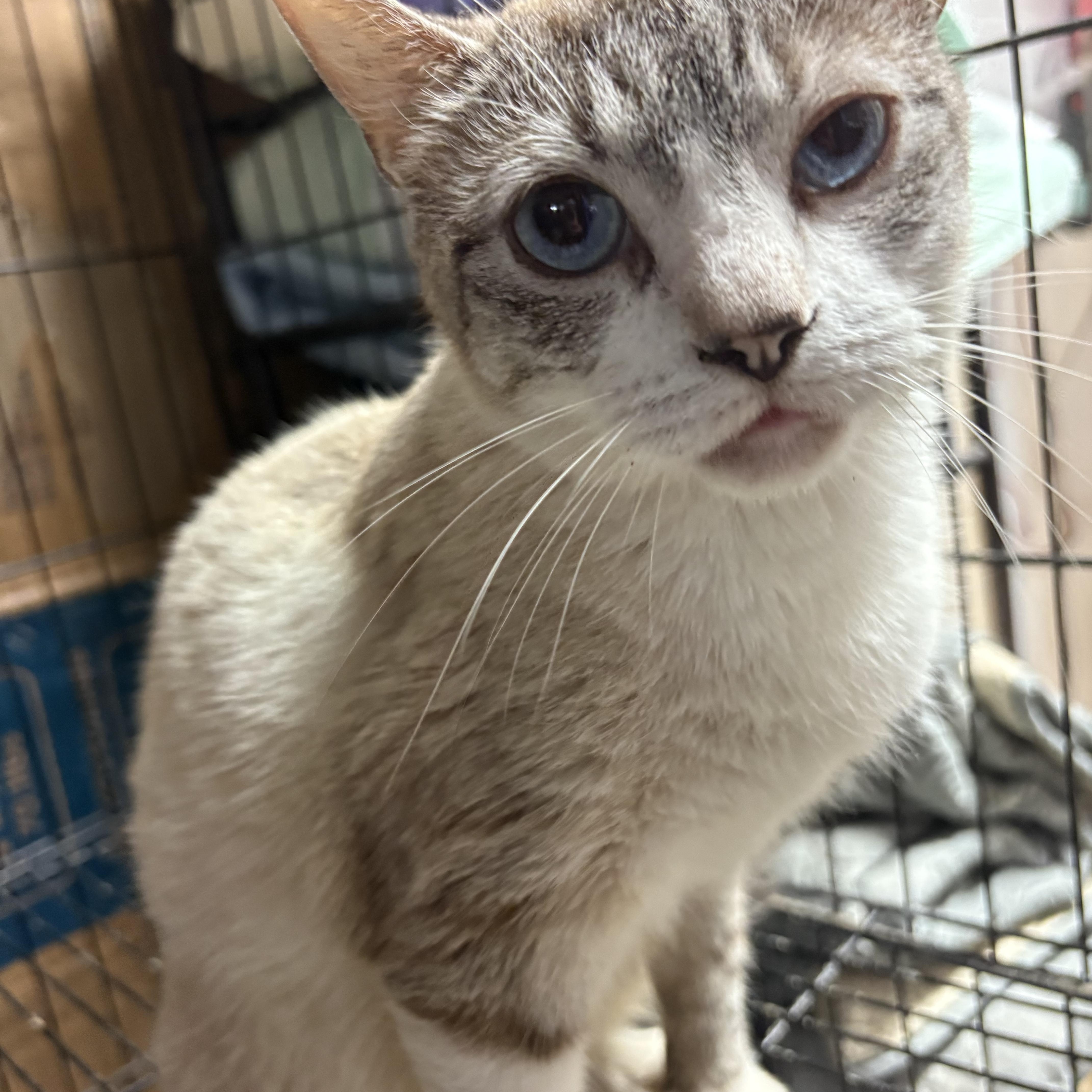 Sia, Adopted, Adult Female Siamese.