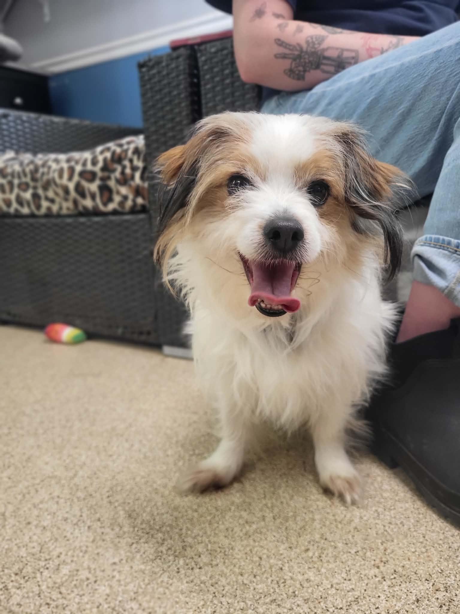 Enlarge King, a ADOPTABLE mixed breed in Sunderland, MD image 2/3