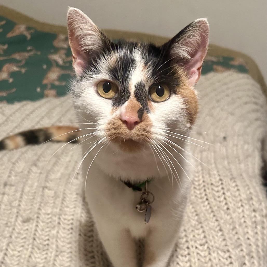 Enlarge Fern, an adopted Domestic Short Hair in Stokesdale, NC image 1/2