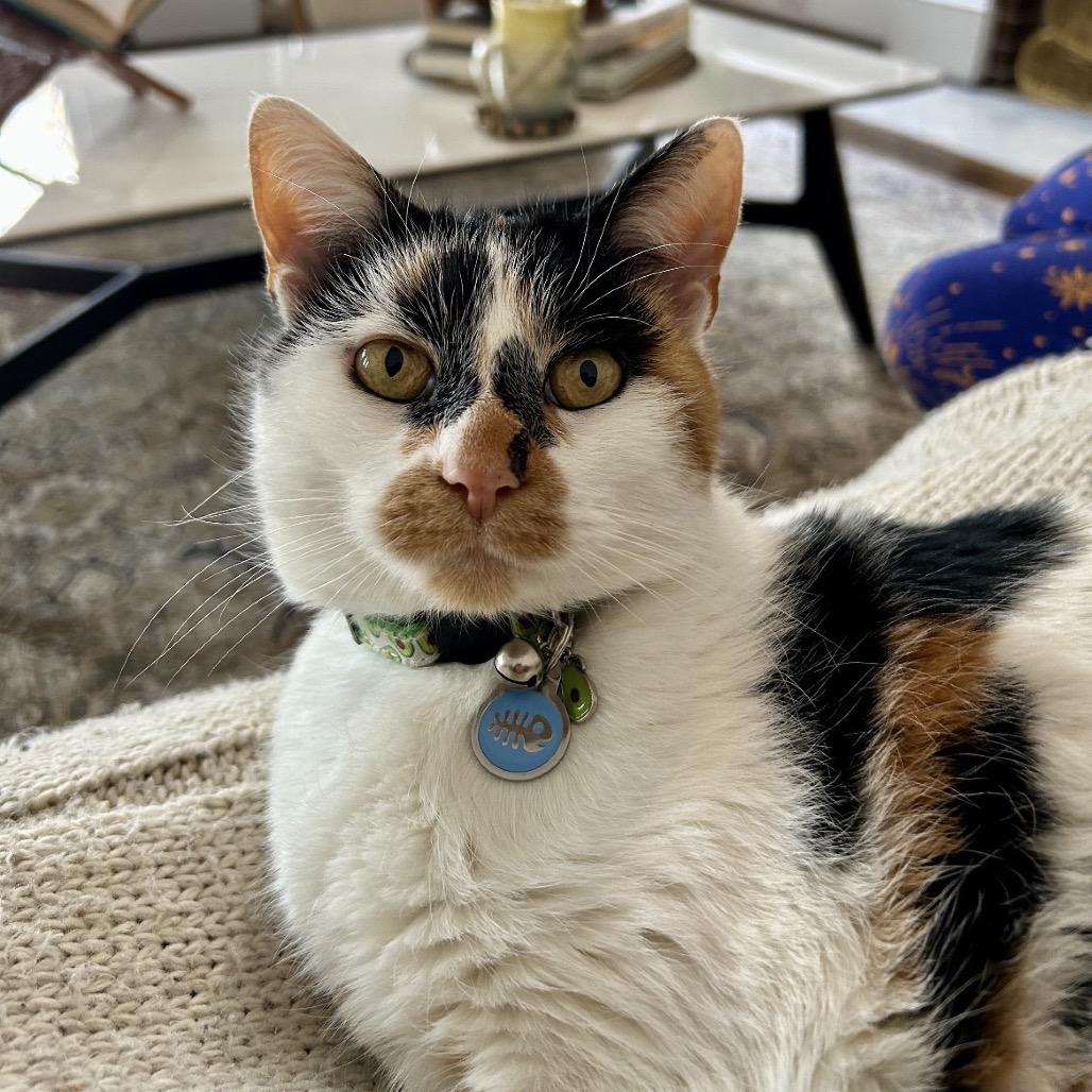 Enlarge Fern, an adopted Domestic Short Hair in Stokesdale, NC image 2/2