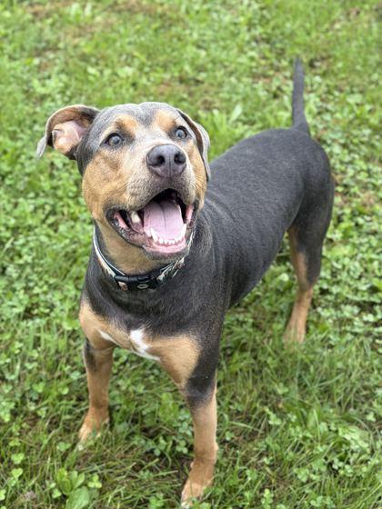 Enlarge Braxton, a Adoptable mixed breed in Jefferson, WI image 2/2