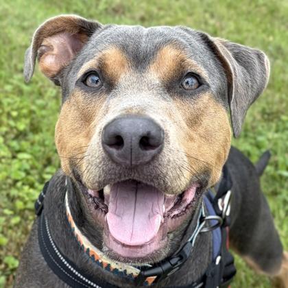 Braxton, Adoptable, Adult Male Labrador Retriever.