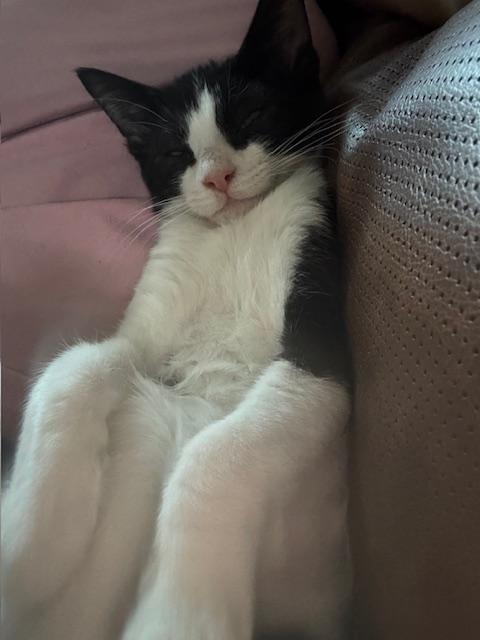 Baby Moose, Adoptable, Kitten Male Domestic Short Hair.