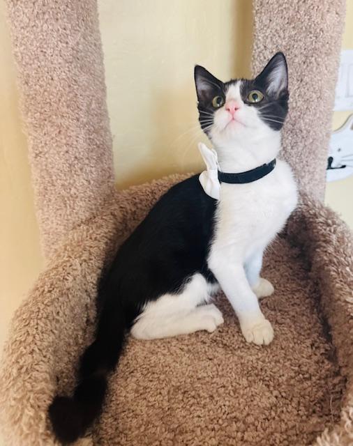 Enlarge Baby Moose, a Adoptable Domestic Short Hair in Las Vegas, NV image 2/2