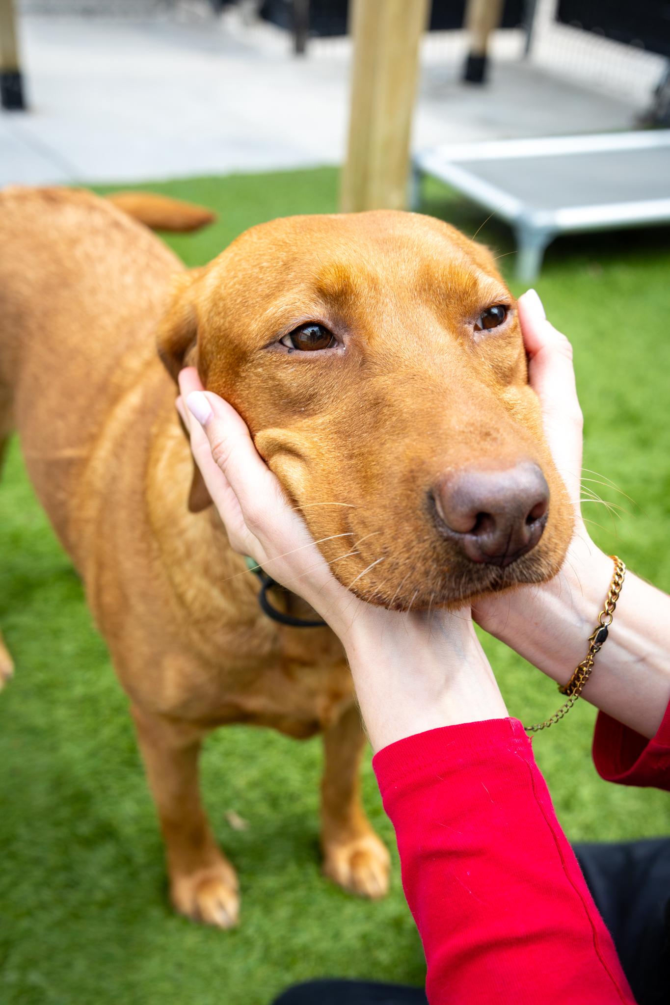 Enlarge Pumpkin, a ADOPTABLE Mixed Breed in Hamilton, ON image 5/5