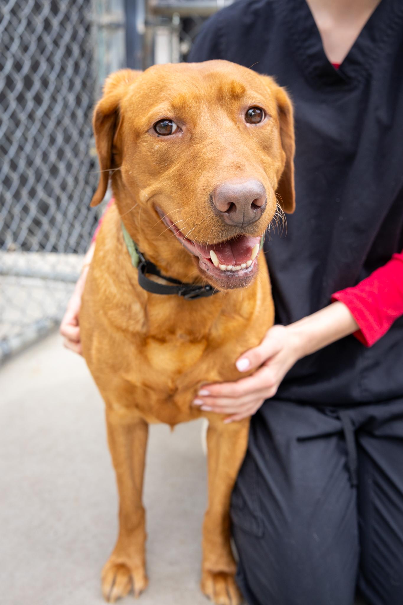 Pumpkin, ADOPTABLE, Adult Female Mixed Breed.