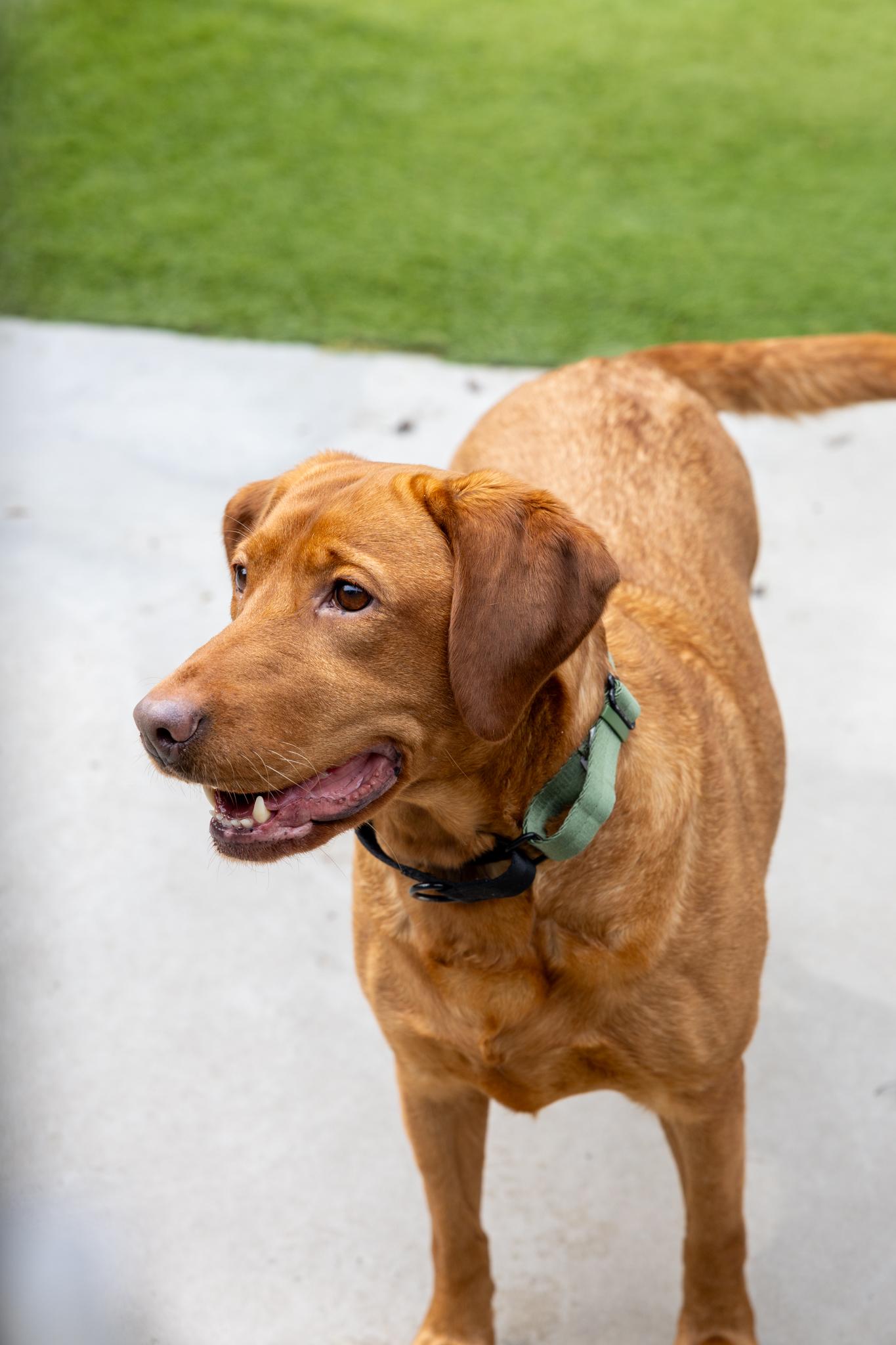 Enlarge Pumpkin, a ADOPTABLE Mixed Breed in Hamilton, ON image 4/5