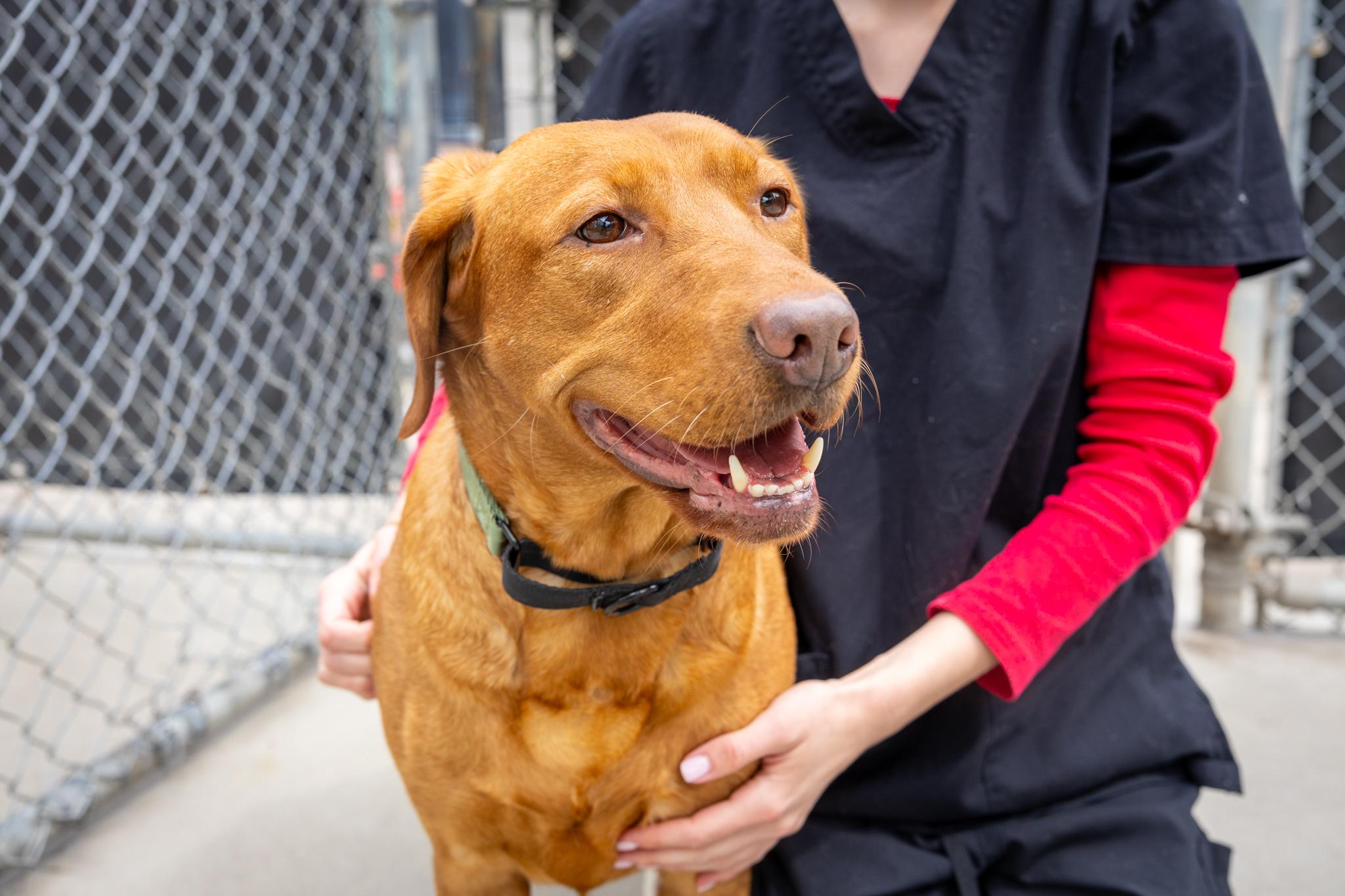 Enlarge Pumpkin, a ADOPTABLE Mixed Breed in Hamilton, ON image 3/5