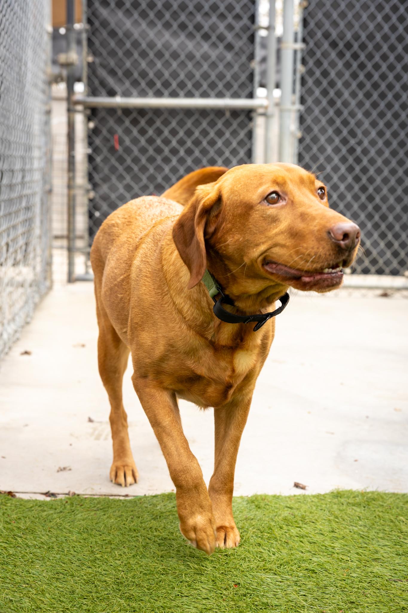 Enlarge Pumpkin, a ADOPTABLE Mixed Breed in Hamilton, ON image 2/5
