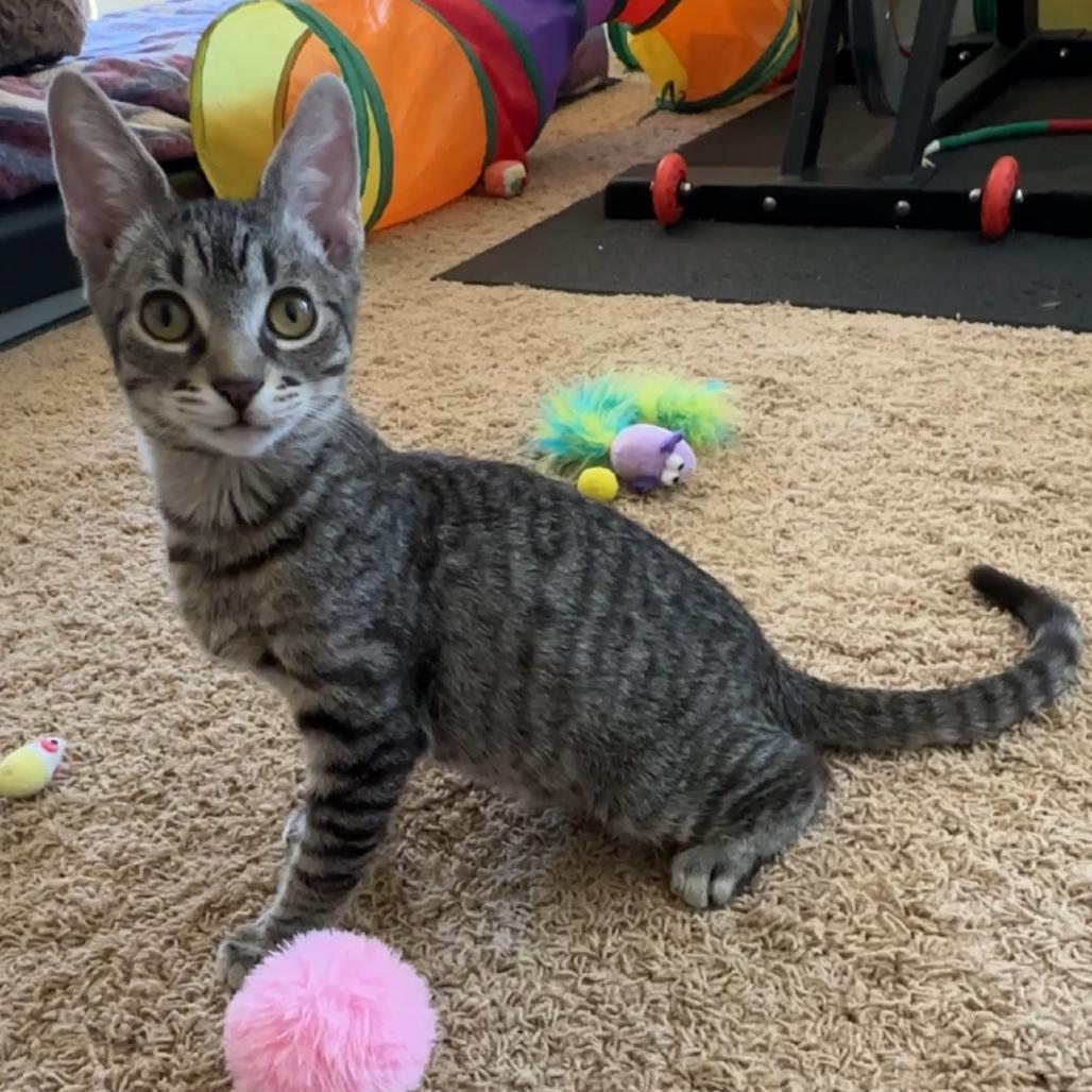 Enlarge Sokka, a Adoptable Domestic Short Hair in Las Vegas, NV image 1/6