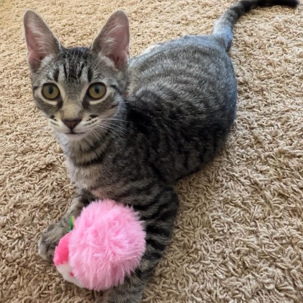 Enlarge Sokka, a Adoptable Domestic Short Hair in Las Vegas, NV image 2/6