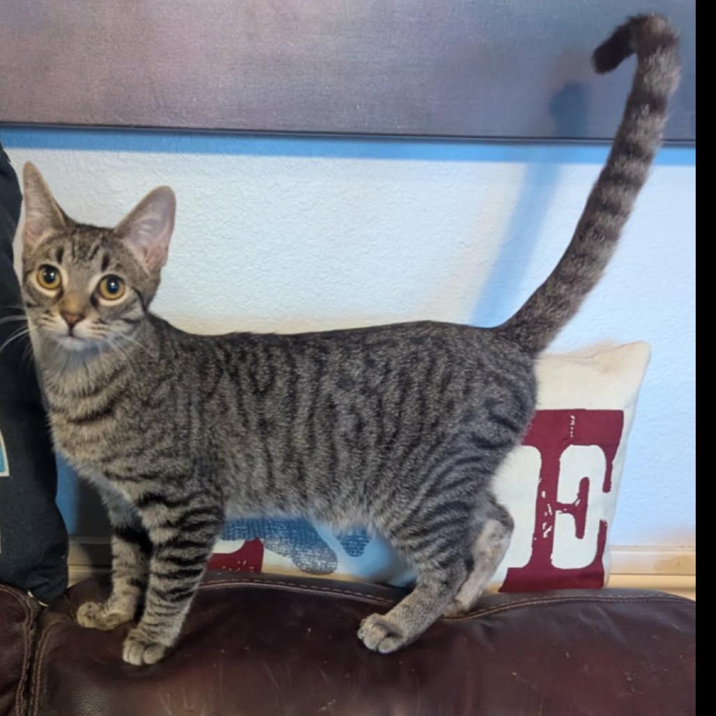 Sokka, Adoptable, Young Male Domestic Short Hair.