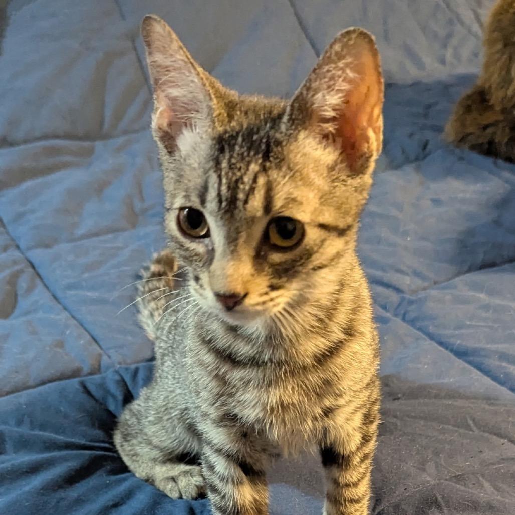 Enlarge Sokka, a Adoptable Domestic Short Hair in Las Vegas, NV image 4/6