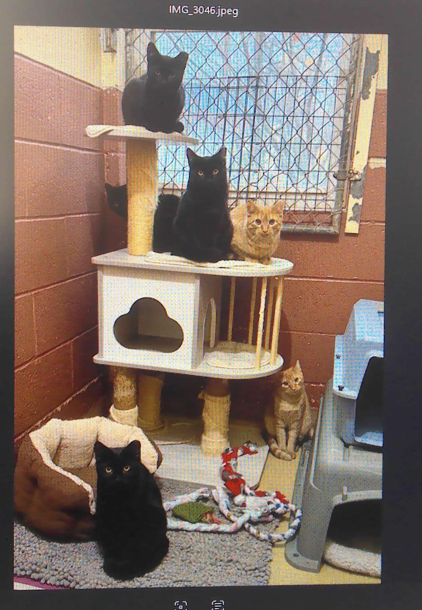 5 feral male cats, Adoptable, Young Male Domestic Short Hair.