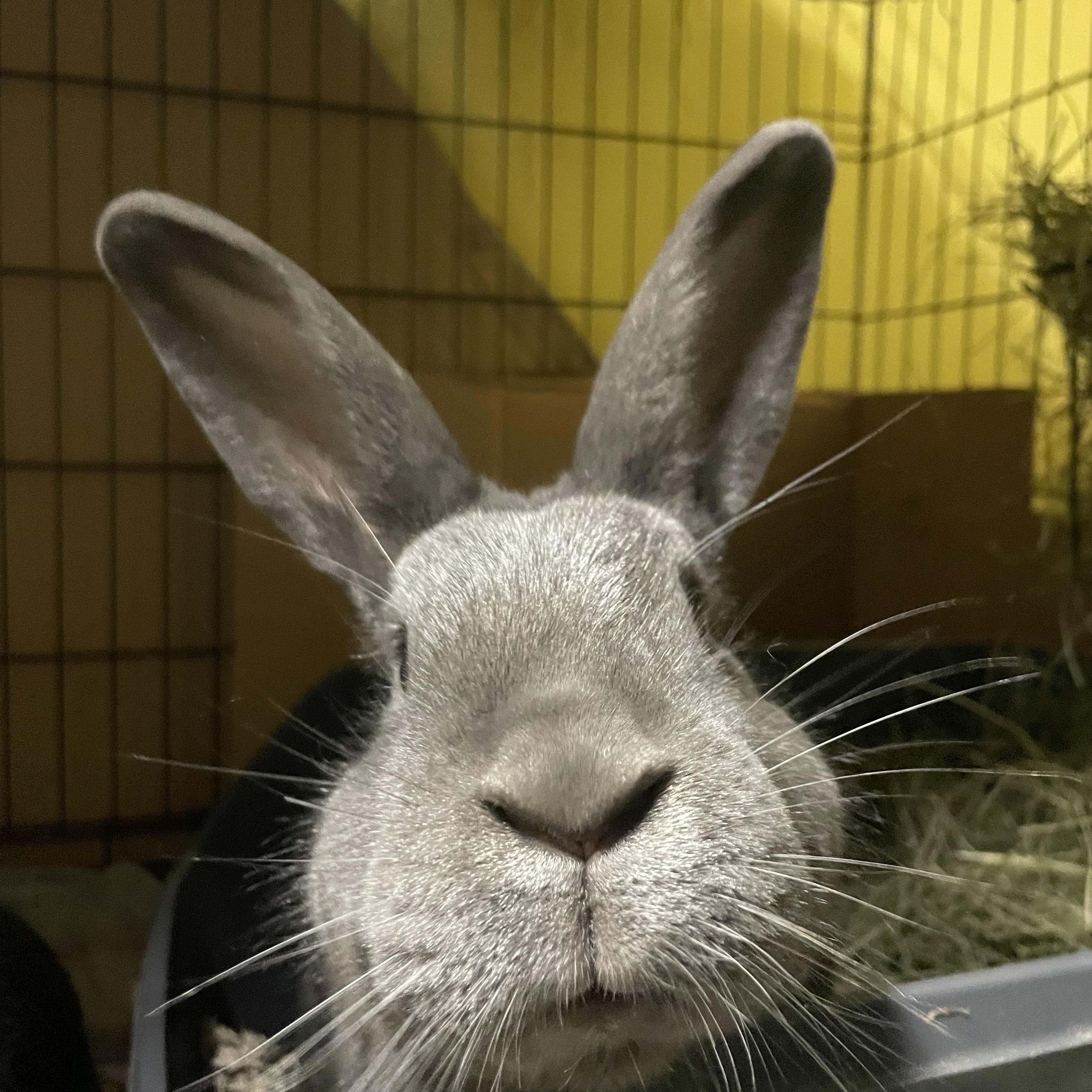 Blackberry & Bluebell, a Adoptable mixed breed in Ferndale, WA image 3/3