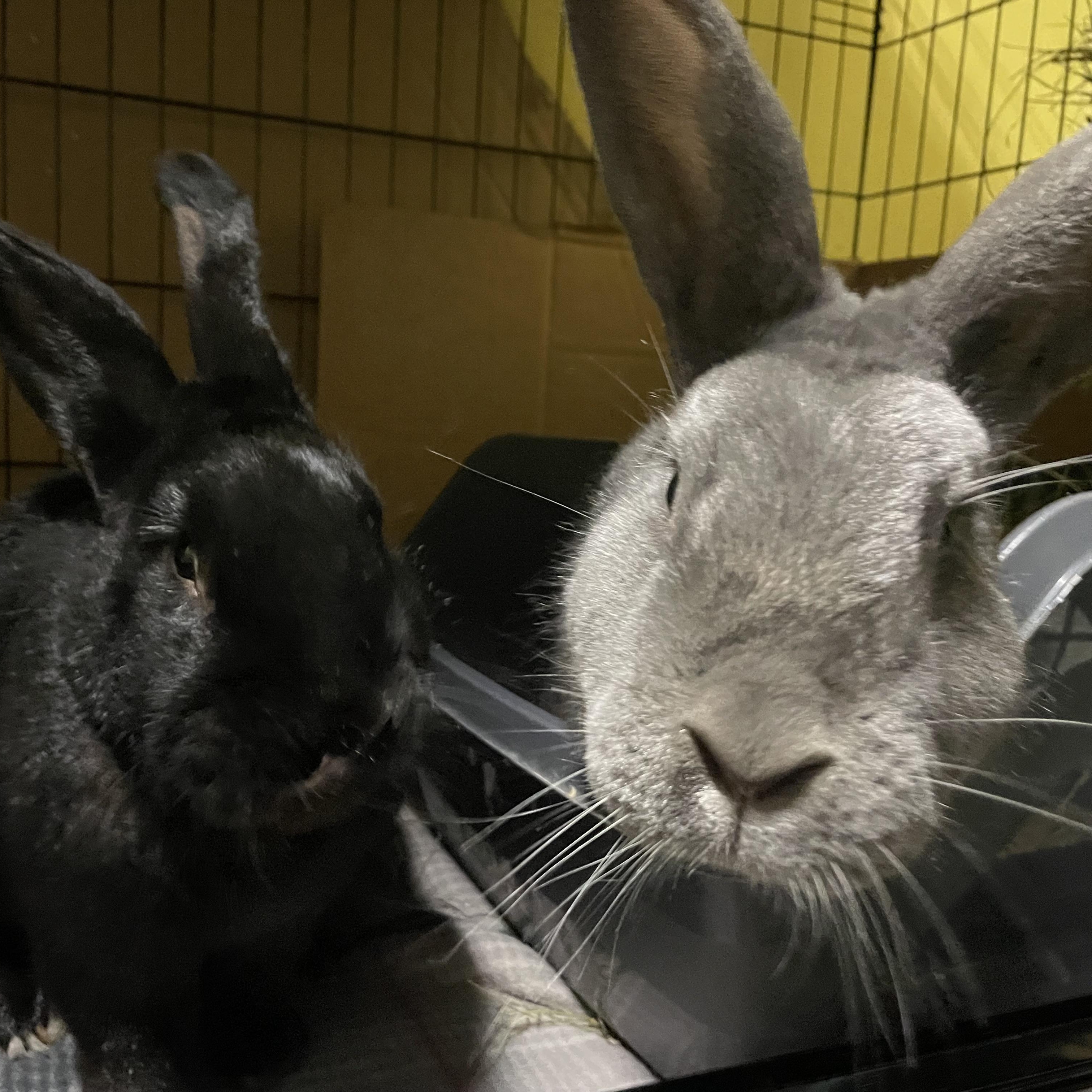 Blackberry & Bluebell, Adoptable, Senior Male Flemish Giant.