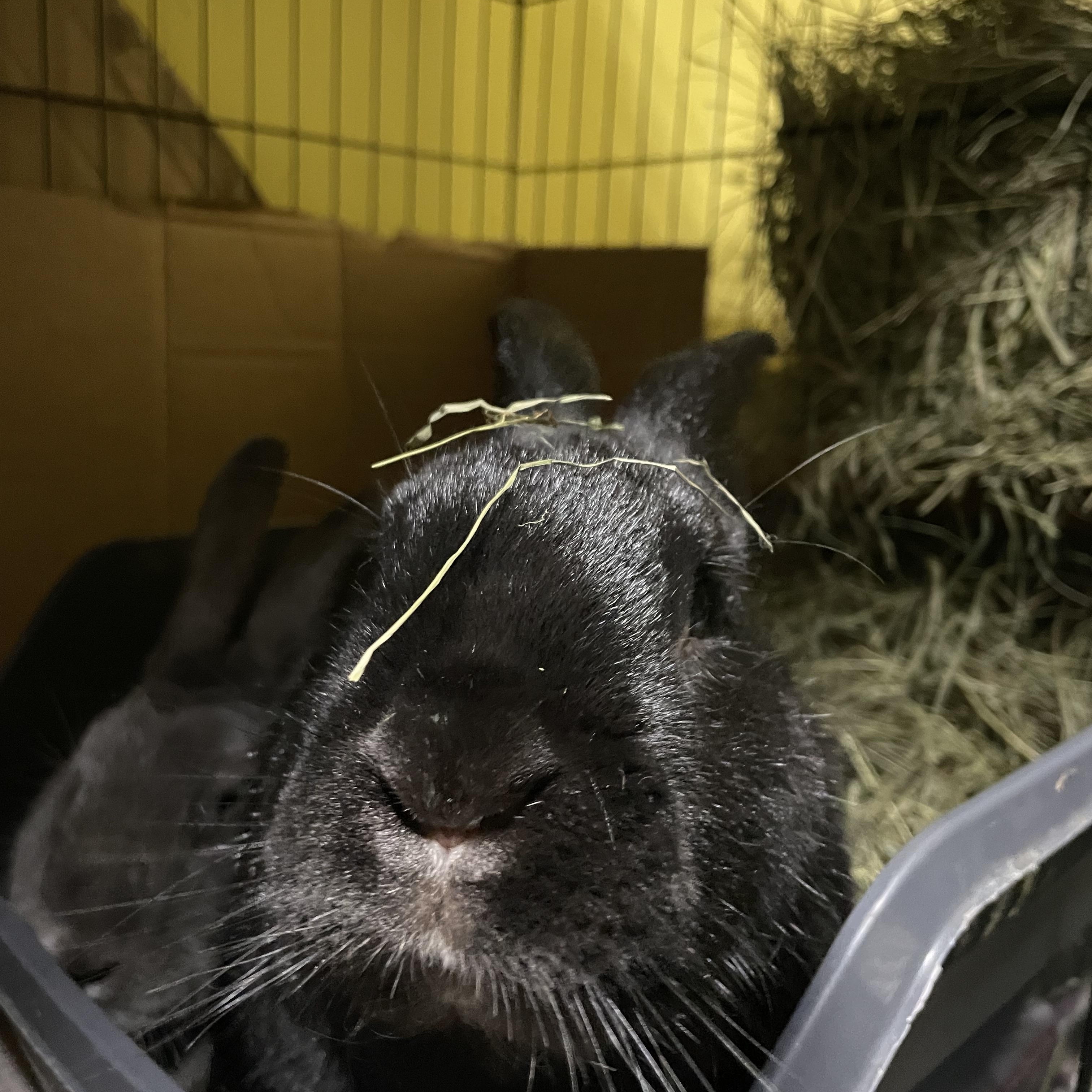 Blackberry & Bluebell, a Adoptable mixed breed in Ferndale, WA image 2/3