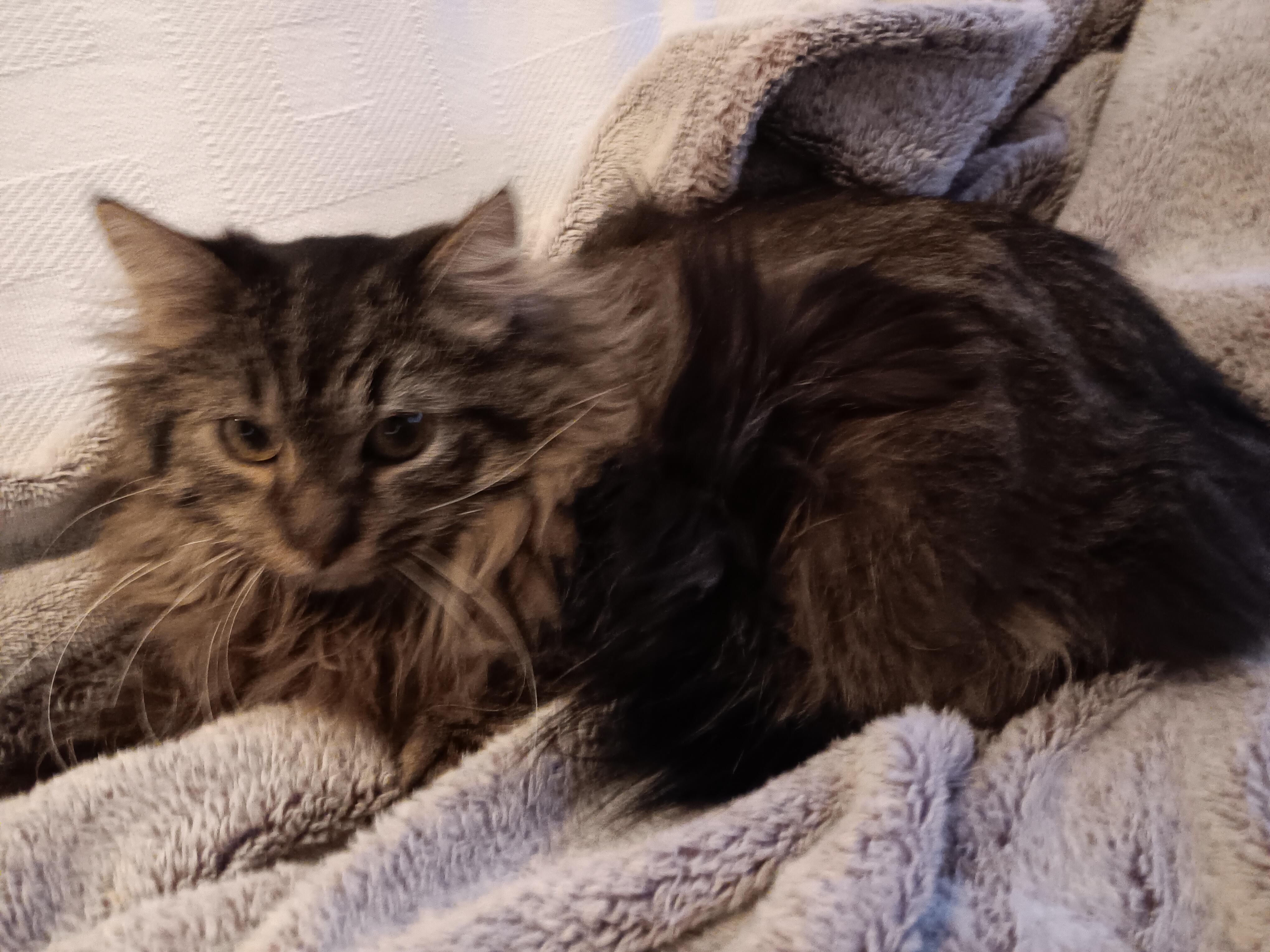 Remington and Steele , adopted, Kitten Male Maine Coon & Norwegian Forest Cat.