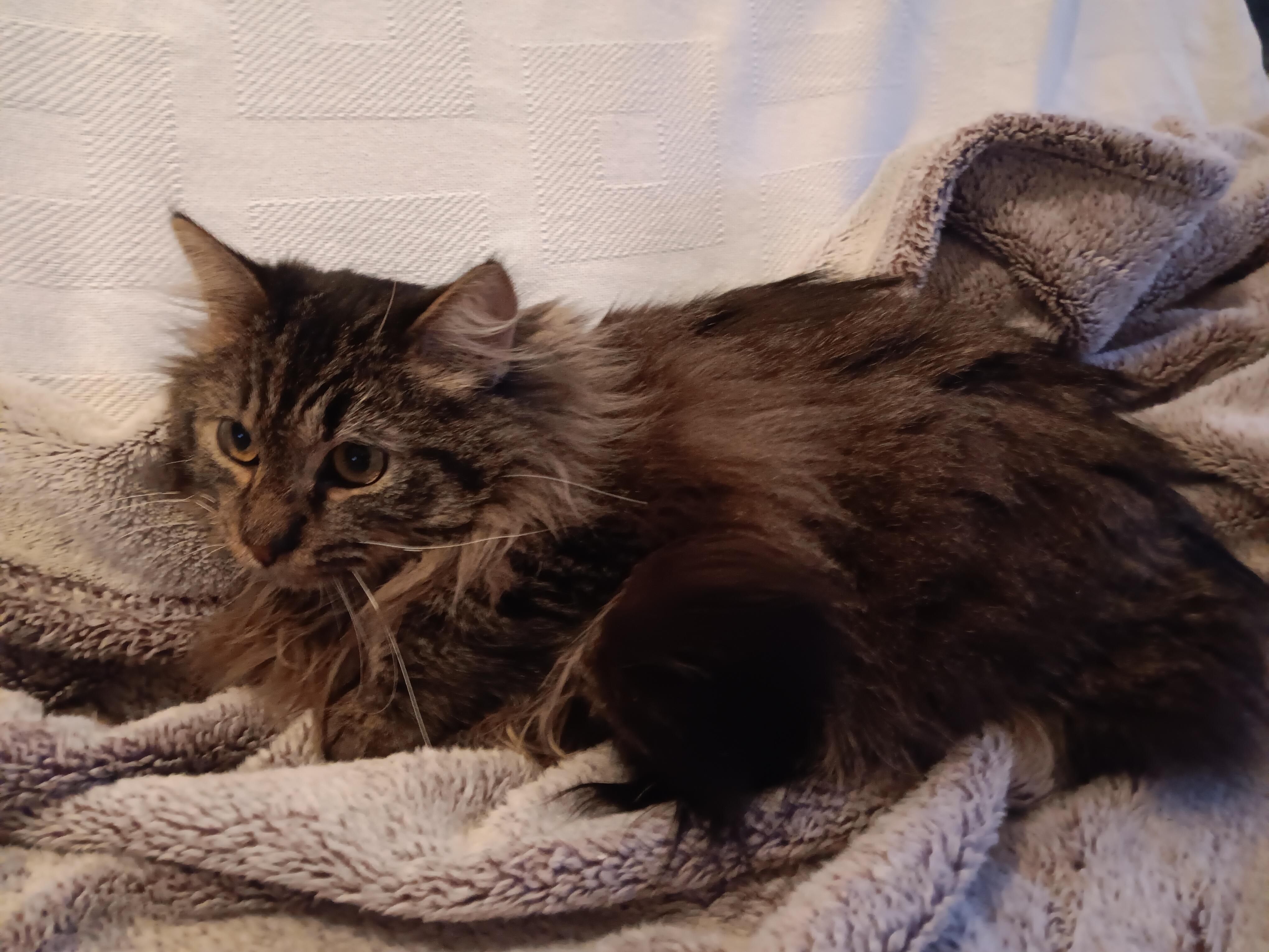 Enlarge Remington and Steele , an adopted mixed breed in North East, MD image 2/3