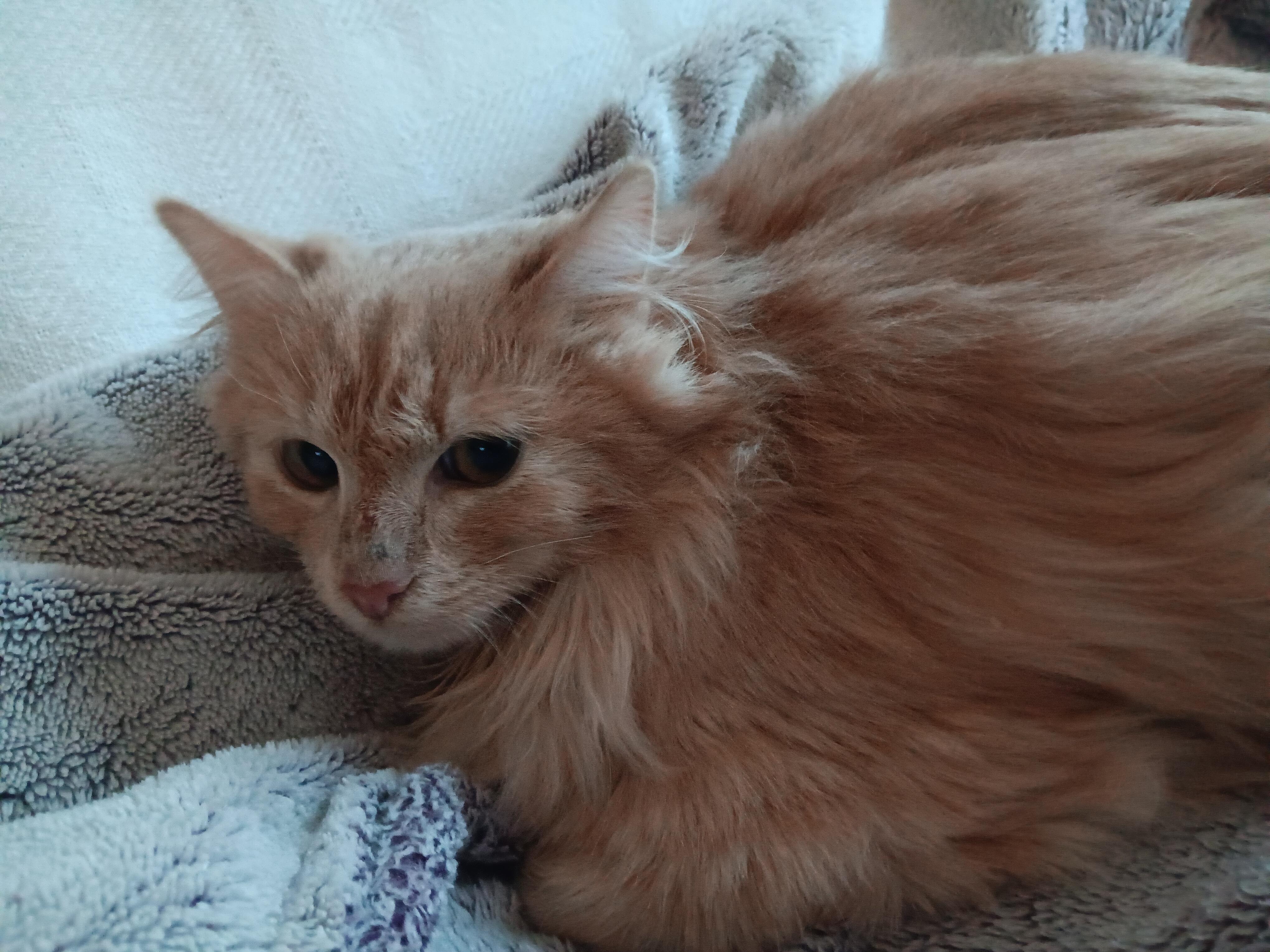 Enlarge Remington and Steele , an adopted mixed breed in North East, MD image 3/3