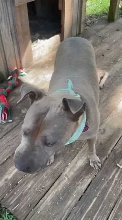 Enlarge Scarlett, a Adoptable mixed breed in Bedminster, NJ video 6/6
