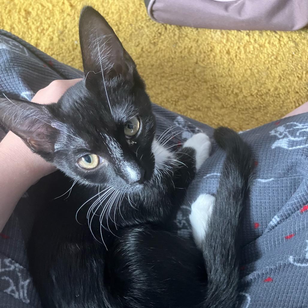 Enlarge Daphne & Delilah (Bonded Pair), a Adoptable Domestic Medium Hair in Silver Spring, MD image 1/5