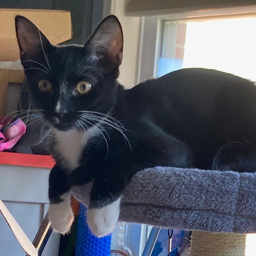 Enlarge Daphne & Delilah (Bonded Pair), a Adoptable Domestic Medium Hair in Silver Spring, MD image 2/5