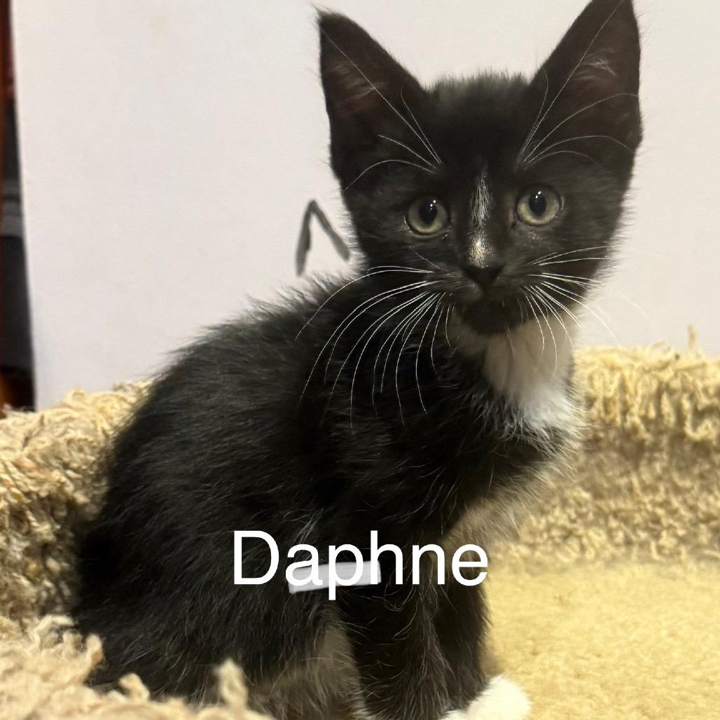 Enlarge Daphne & Delilah (Bonded Pair), a Adoptable Domestic Medium Hair in Silver Spring, MD image 3/5
