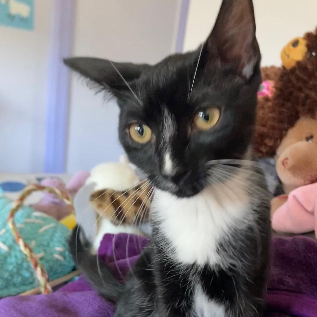 Enlarge Daphne & Delilah (Bonded Pair), a Adoptable Domestic Medium Hair in Silver Spring, MD image 5/5