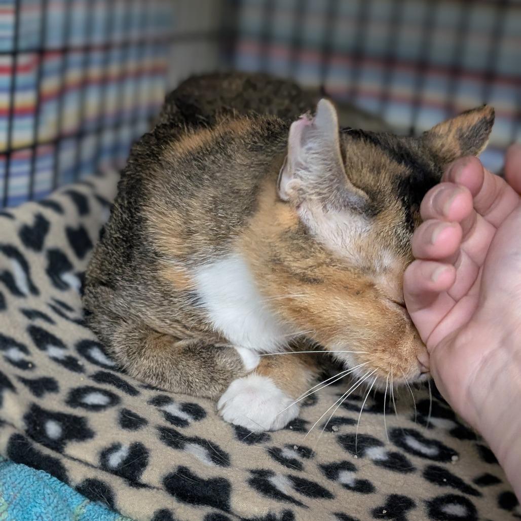 Orchid, a Adoptable Domestic Short Hair in Milford, IA image 1/6