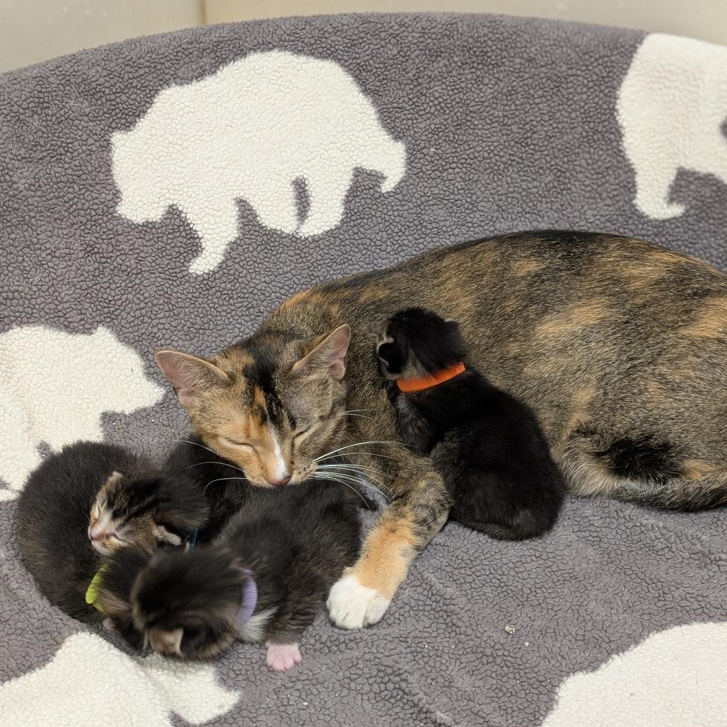 Orchid, a Adoptable Domestic Short Hair in Milford, IA image 3/6