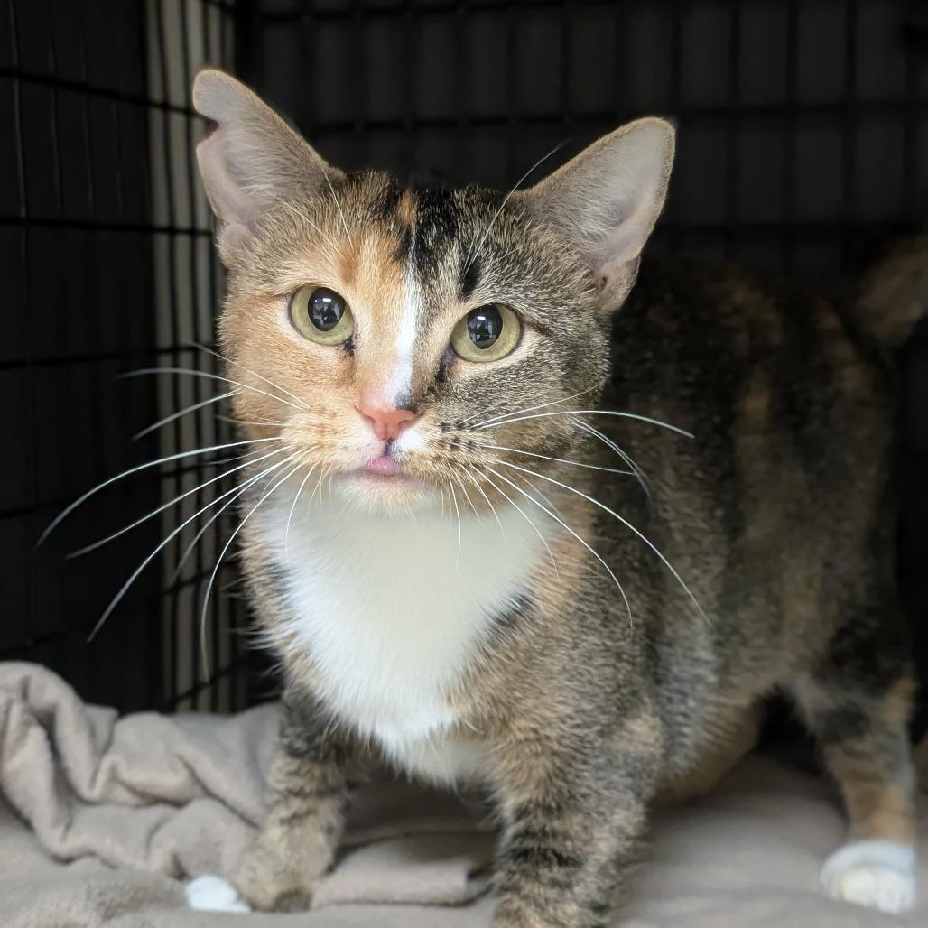 Orchid, a Adoptable Domestic Short Hair in Milford, IA image 5/6