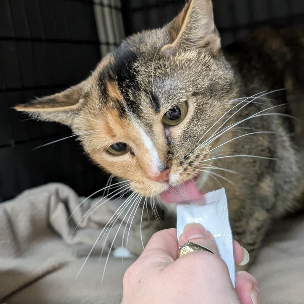 Orchid, a Adoptable Domestic Short Hair in Milford, IA image 6/6