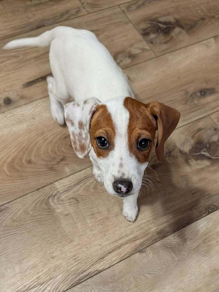 Cupcake - Fostered in KC Area, Adoptable, Puppy Female Beagle.