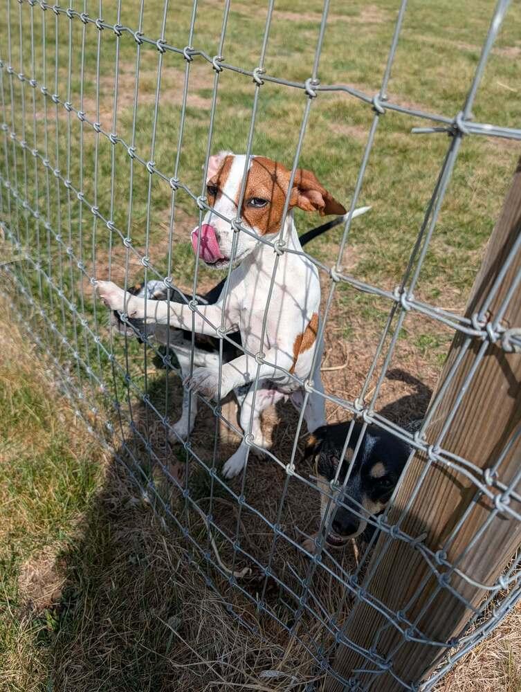 Cupcake - Fostered in KC Area, a Adoptable mixed breed in Shawnee Mission, KS image 2/6