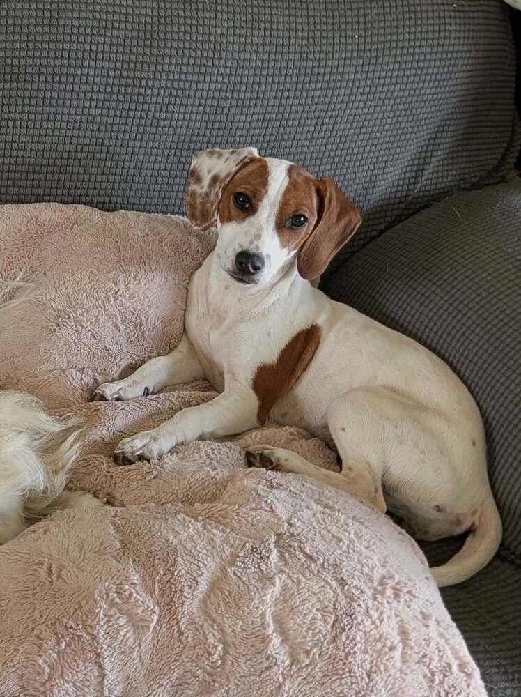 Cupcake - Fostered in KC Area, a Adoptable mixed breed in Shawnee Mission, KS image 3/6