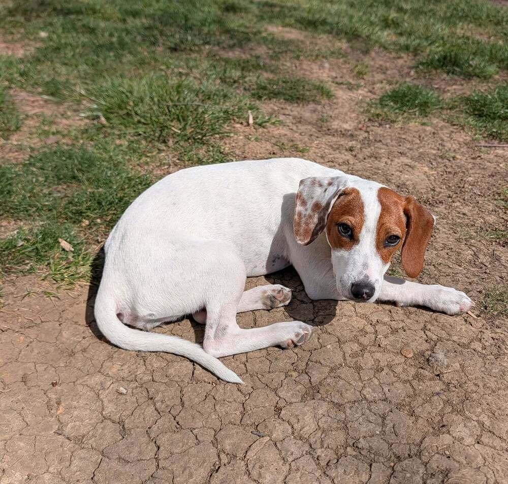 Cupcake - Fostered in KC Area, a Adoptable mixed breed in Shawnee Mission, KS image 4/6