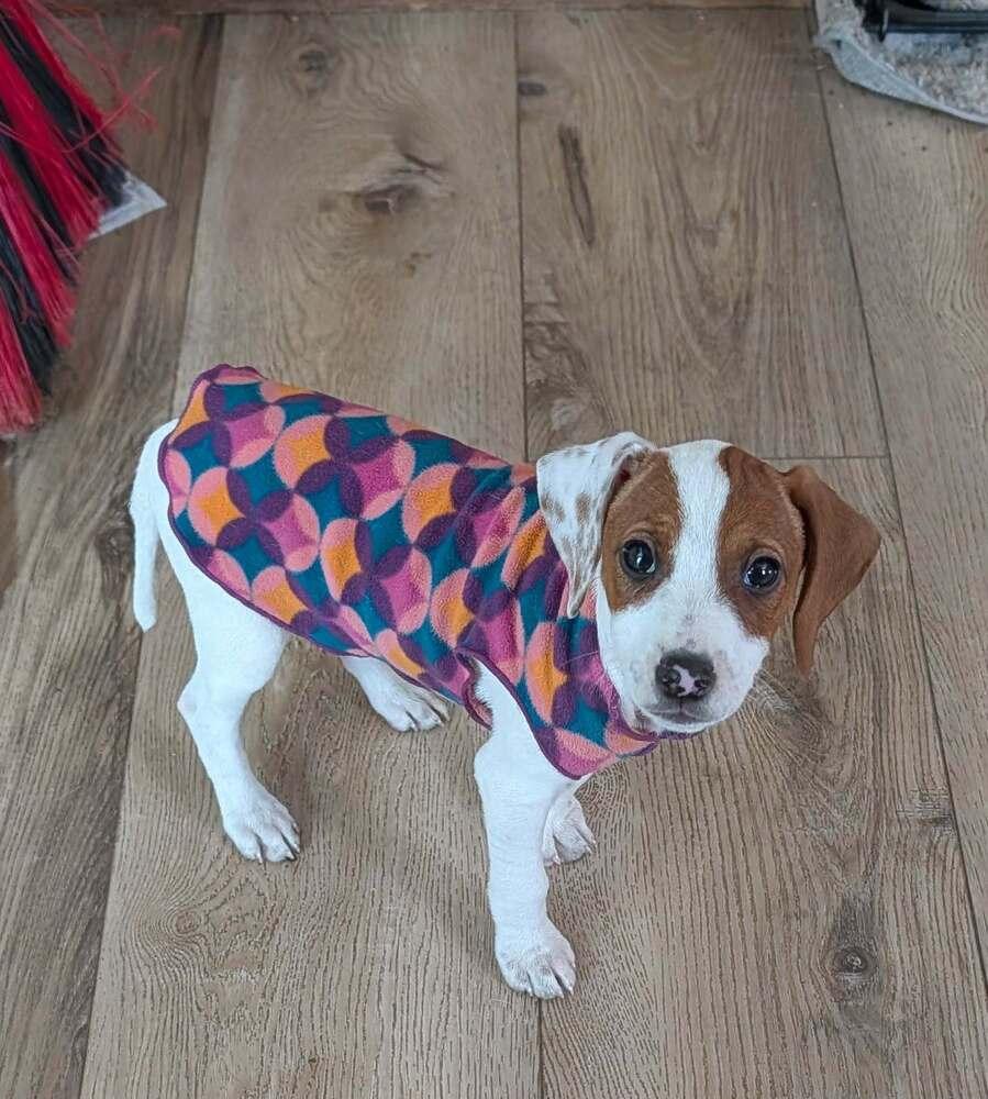 Cupcake - Fostered in KC Area, a Adoptable mixed breed in Shawnee Mission, KS image 5/6