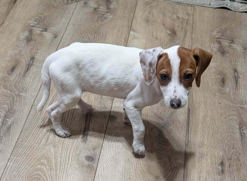 Cupcake - Fostered in KC Area, a Adoptable mixed breed in Shawnee Mission, KS image 6/6