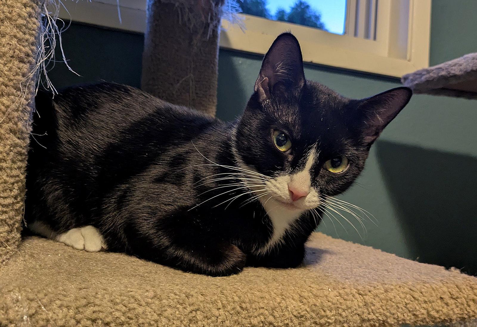 Enlarge BROOKLYN - Young Female, a Adoptable mixed breed in Hillsboro, OR image 1/2