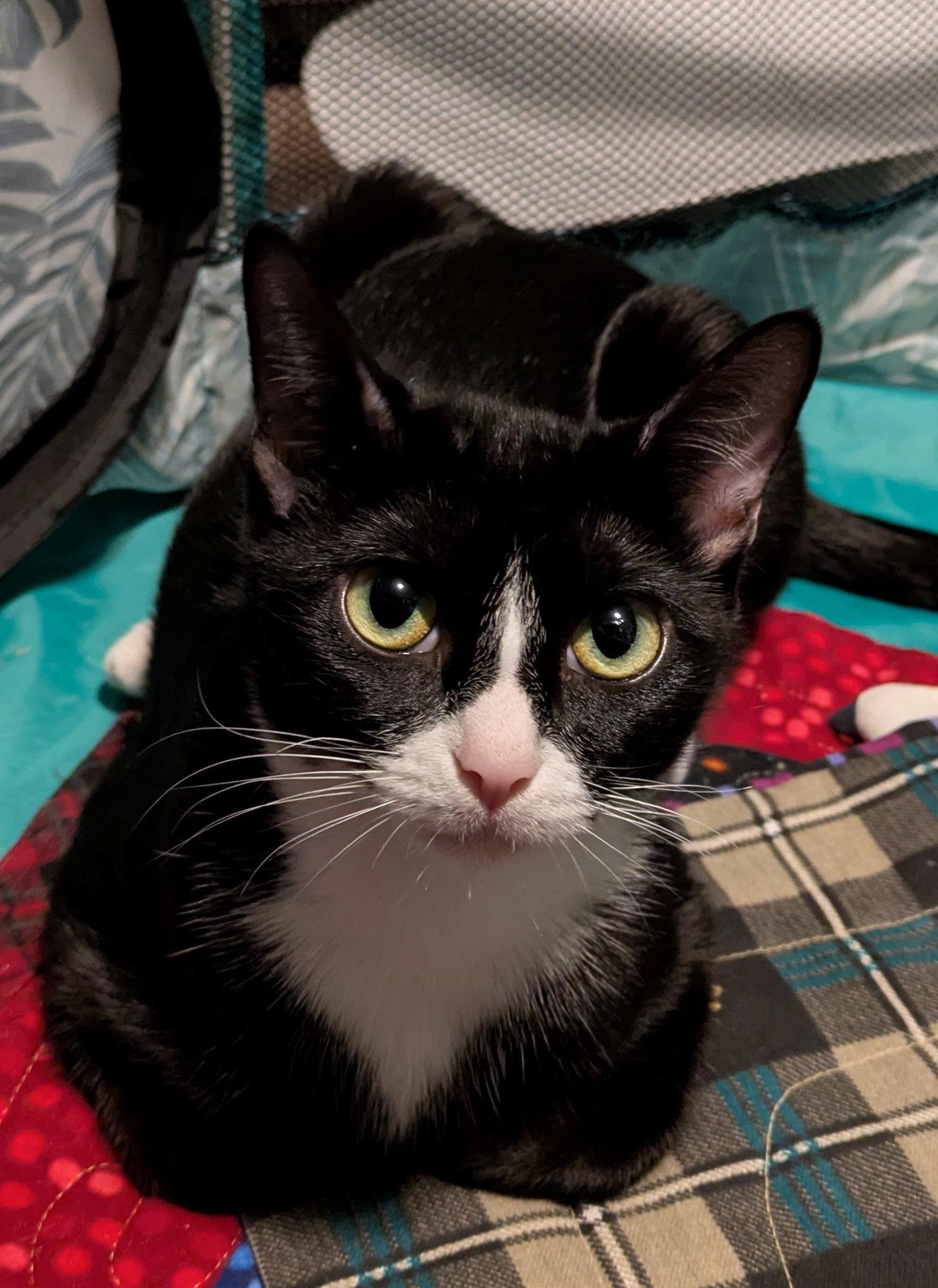 Enlarge BROOKLYN - Young Female, a Adoptable mixed breed in Hillsboro, OR image 2/2
